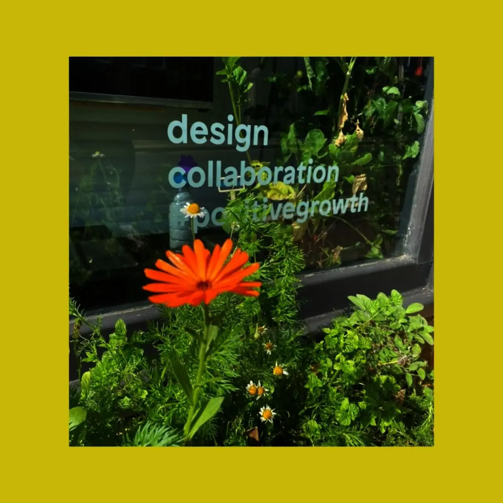 Herbs and edible flowers in window boxes at the shop
